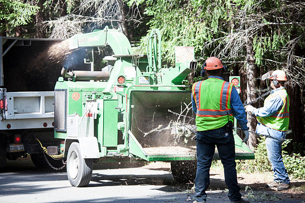 Professional Tree Removal Services in Marlin, TX